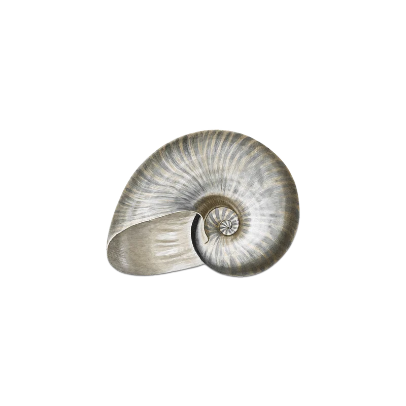 Set di 6 sottobicchieri in vinile Abalone