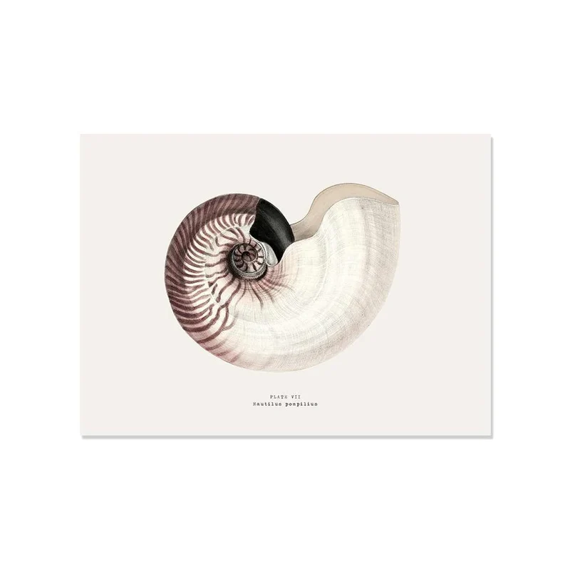 Tovaglietta in vinile Nautilus