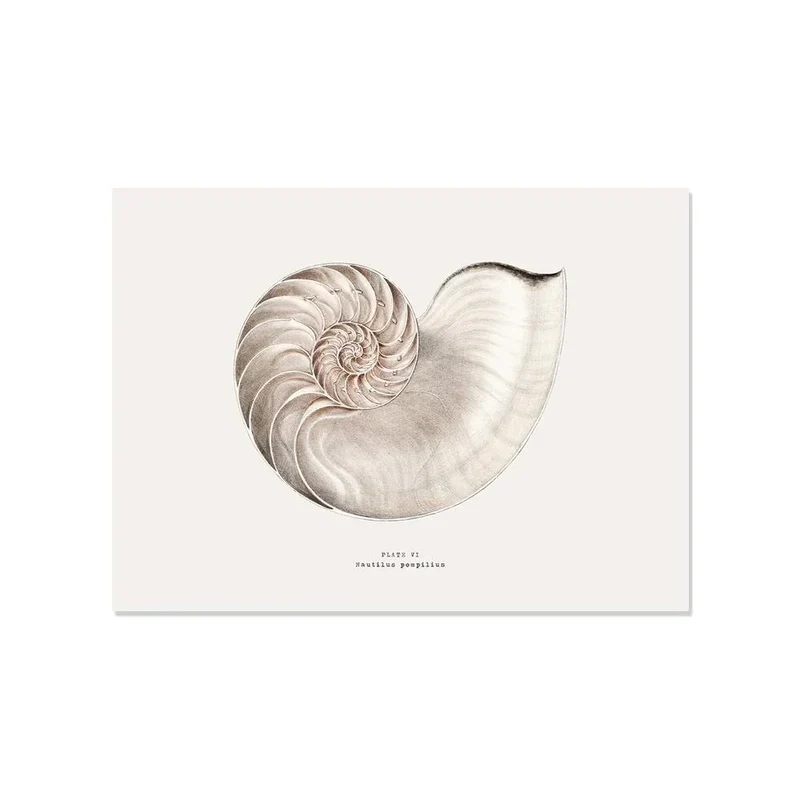 Tovaglietta in vinile Pompilius